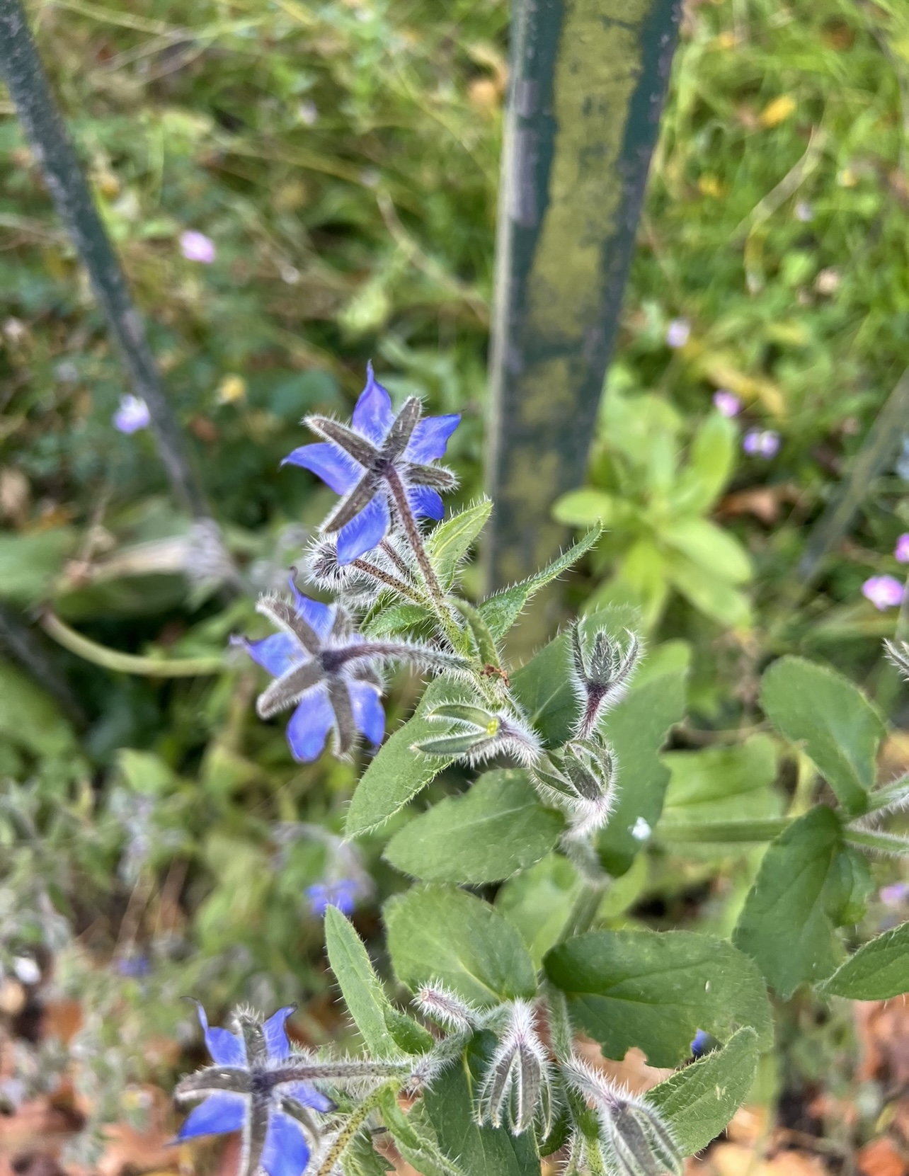 FOTD – Common Borage – WrookieSchU