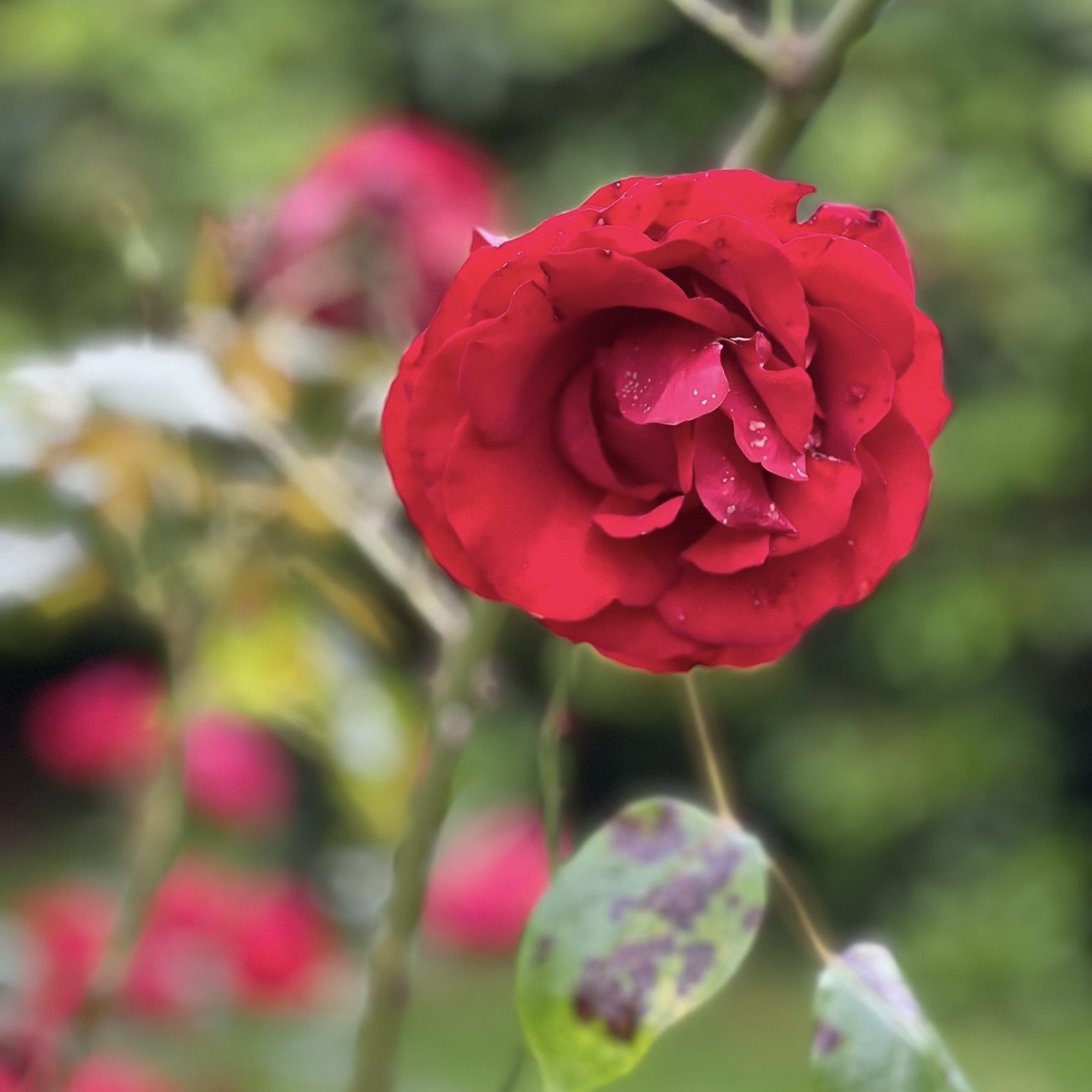 Fowers Roses FOTD – Rose 🥀 – WrookieSchU
